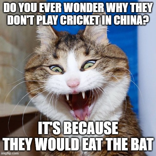 Image tagged in epic joke cat,cat meme,bats,bat,cricket,chinese food