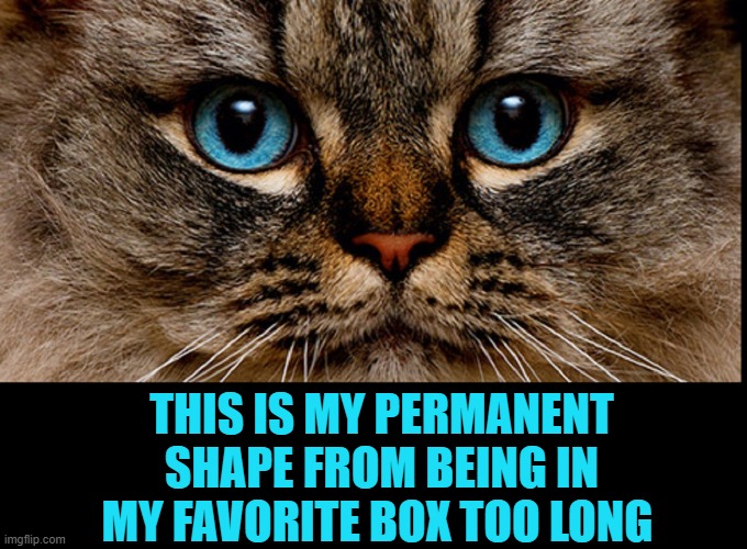 Never Believe a ShapeShifter Cat Imgflip