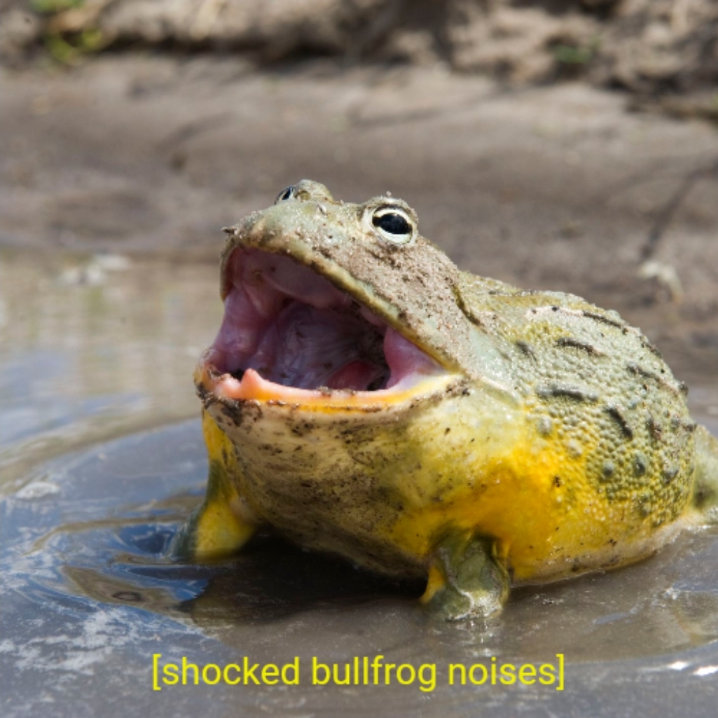 Shocked bullfrog noises Blank Template Imgflip