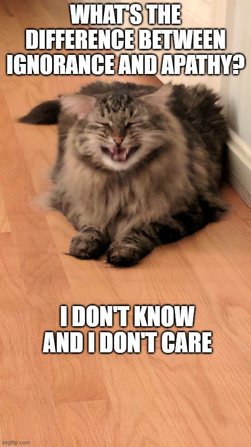 Bad joke cat Imgflip