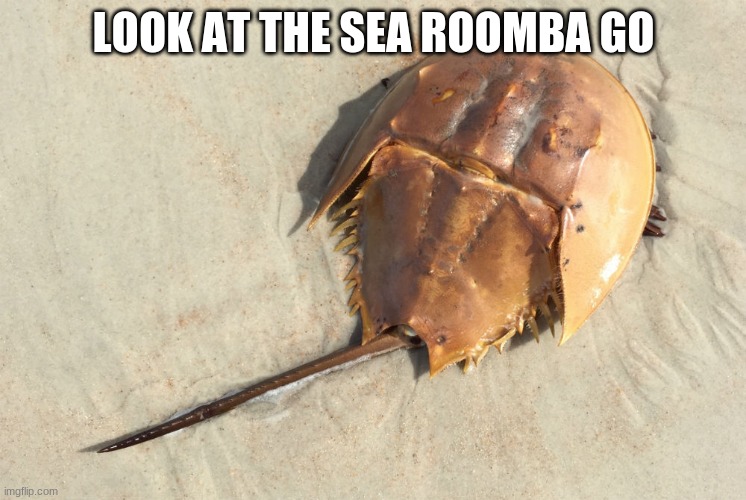 AKA horseshoe crab Imgflip