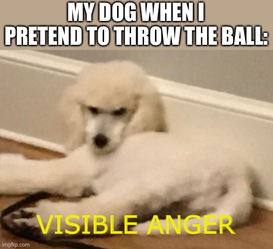 Doggo Imgflip