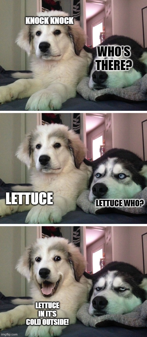 Bad pun dogs Imgflip