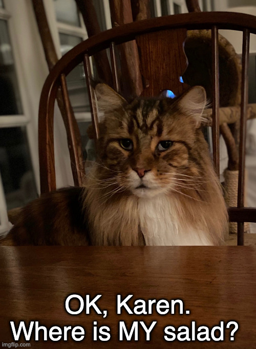 Henri Cat Imgflip