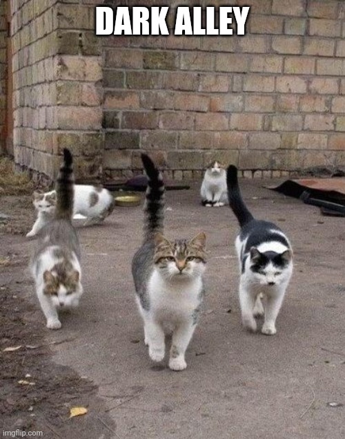 Image tagged in alley cats Imgflip
