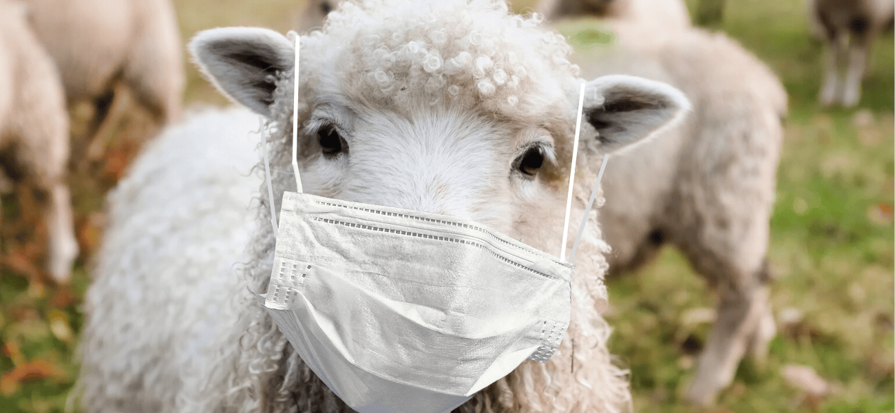 Sheep Mask Blank Template Imgflip
