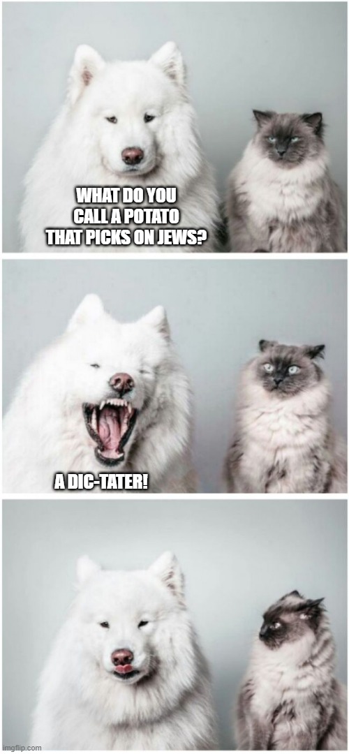 Image tagged in dog telling cat joke,cat memes,dog memes,cat meme,bad