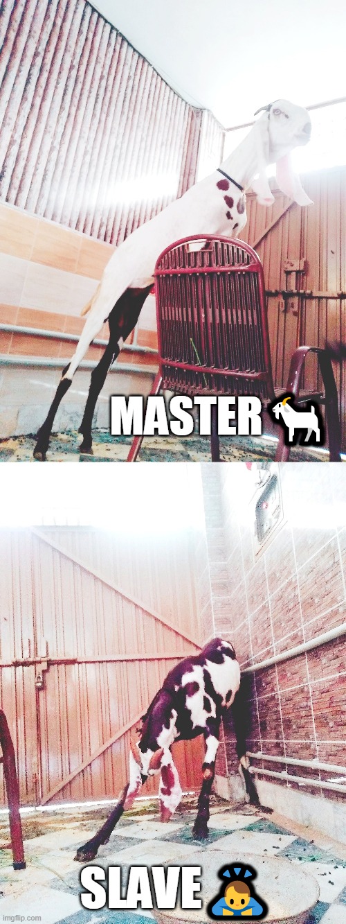 Master Slave Imgflip