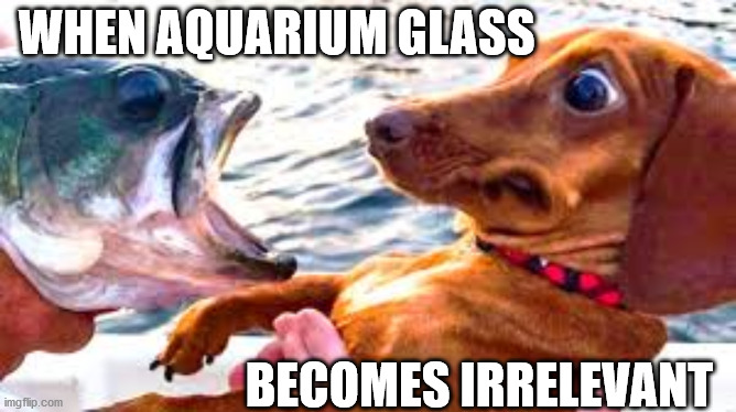 Here fishy fishy Imgflip