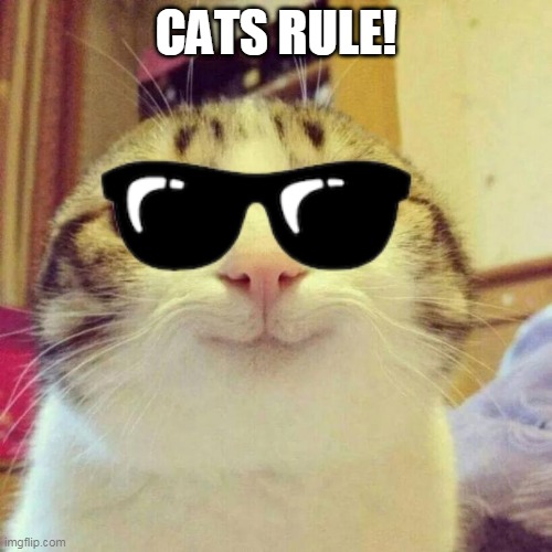 Smiling Cat Meme Imgflip
