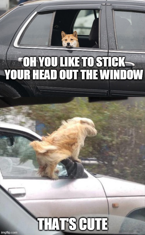 THAT IS ONE CRAZY DOG Imgflip