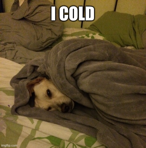Cold bundled up doggo Imgflip