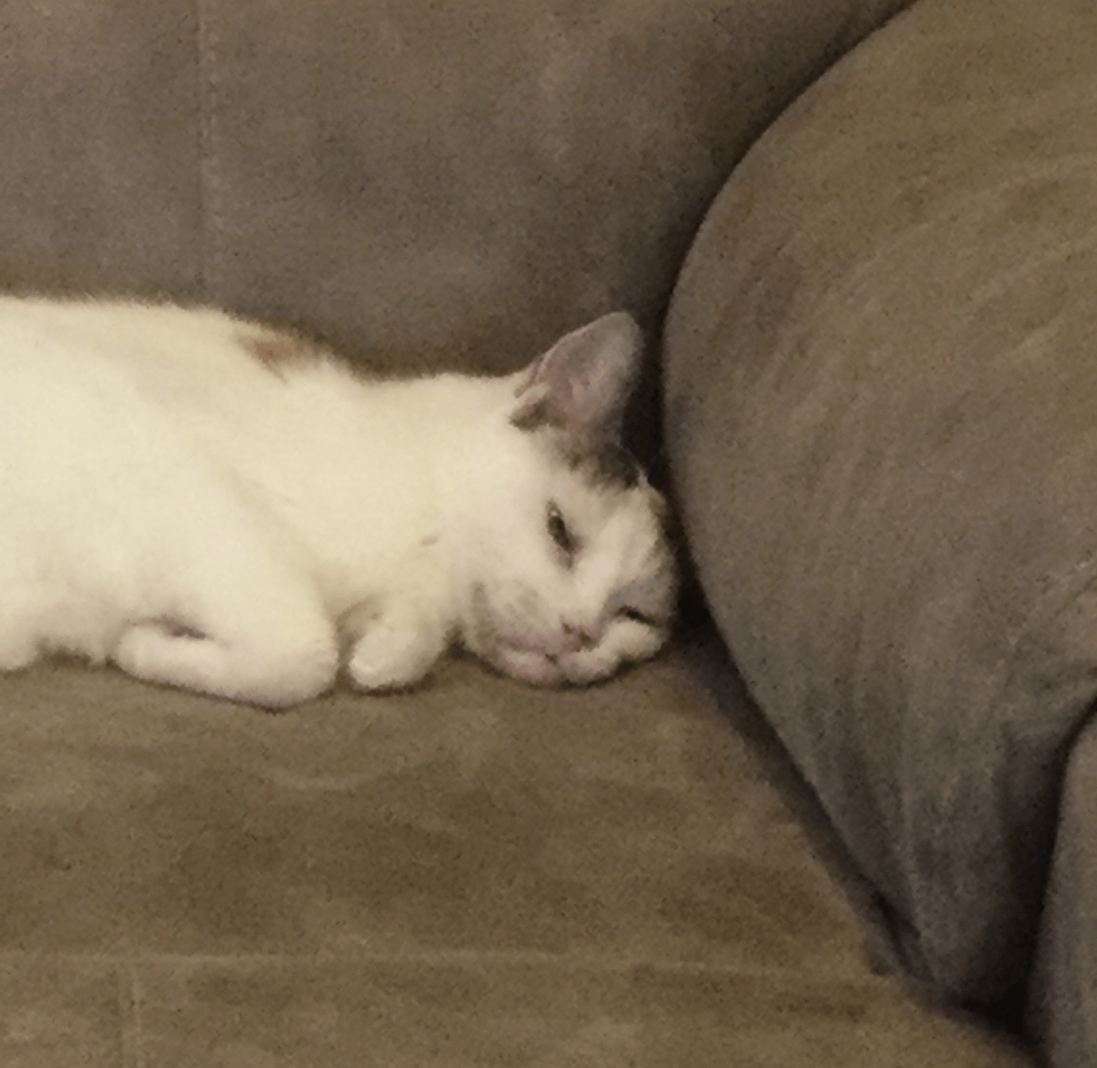 Depressed cat Blank Template Imgflip