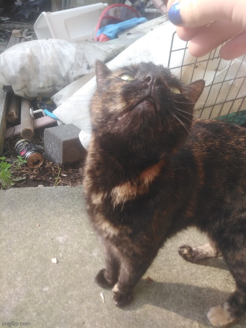 Ik this is not emo or goth but she cute lol Imgflip