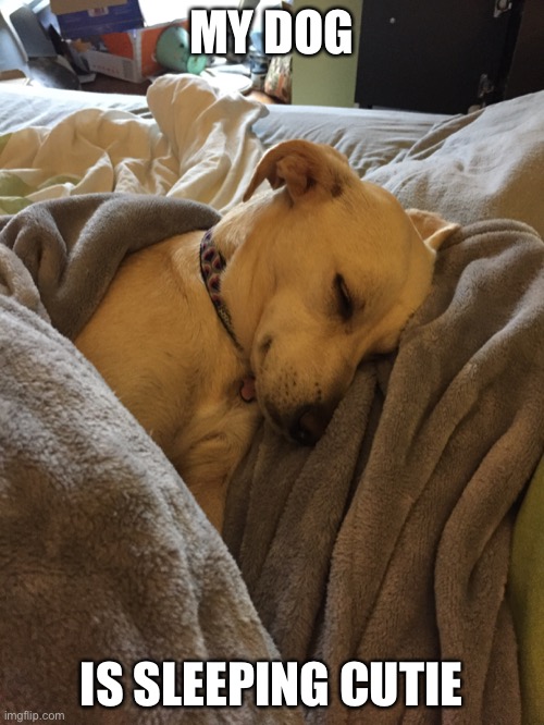My dog is sleeping cutie Imgflip