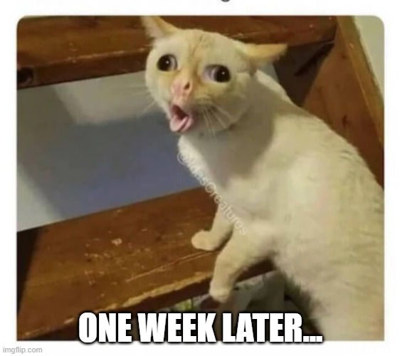 Coughing Cat Memes Imgflip