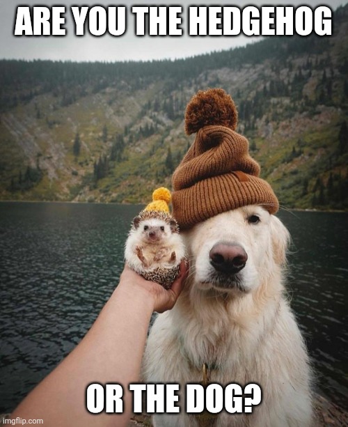 Image tagged in hedgehog and dog Imgflip