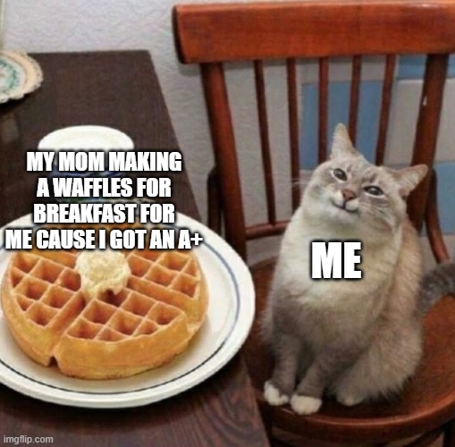 Cat likes their waffle Imgflip