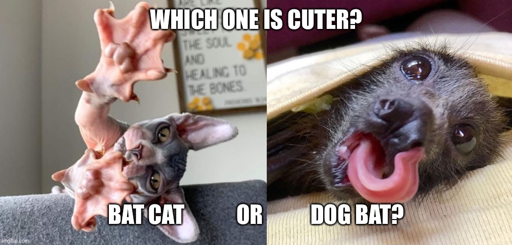 Which one is cuter? Bat cat or Dog bat? Imgflip