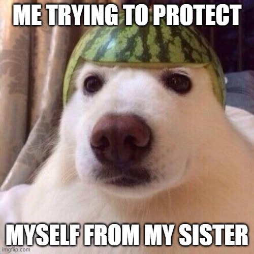 Melon Helmet Dog Imgflip