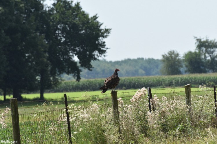 turkey vulture Imgflip