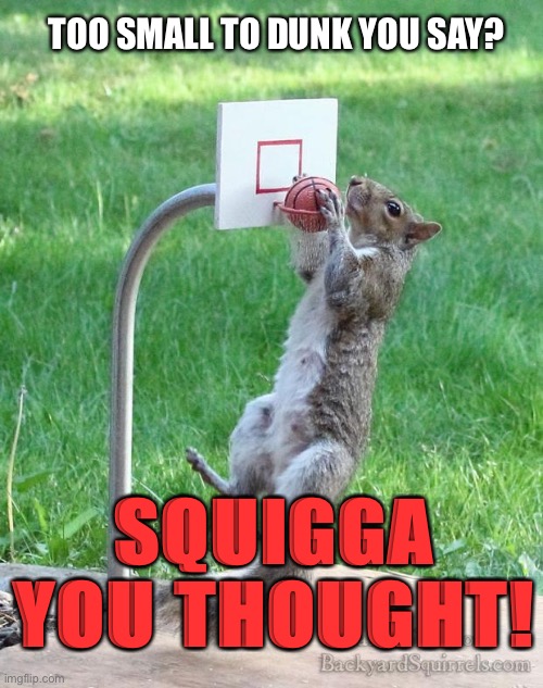 Squirrel basketball Imgflip