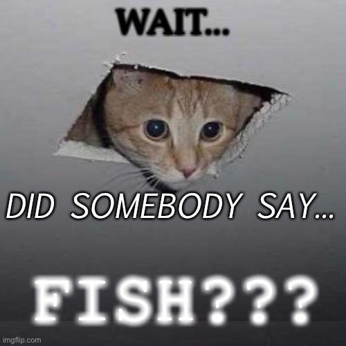 The cat smells fish... Imgflip