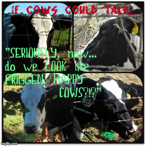 if cows could talk Imgflip