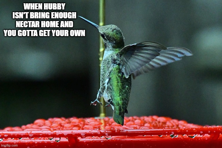 Image tagged in humming bird Imgflip