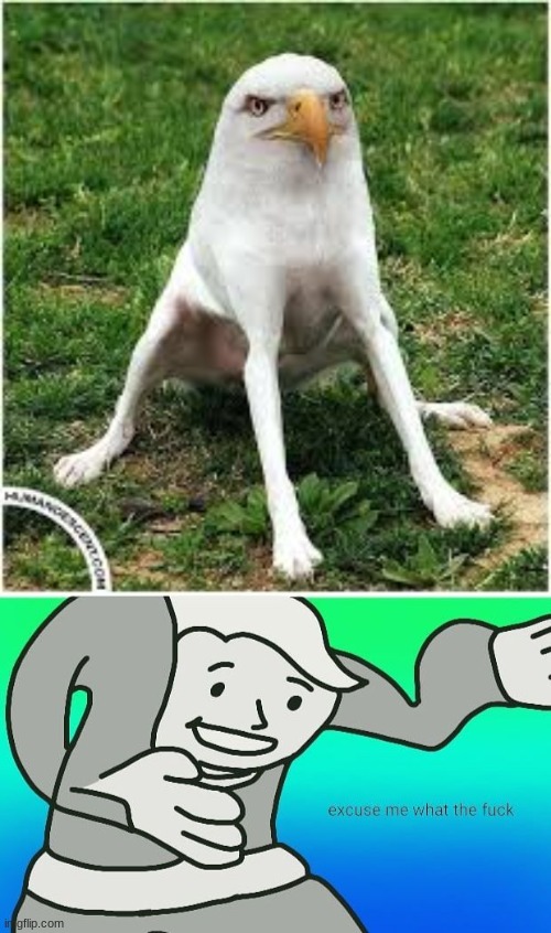 Image tagged in fallout boy excuse me wyf Imgflip