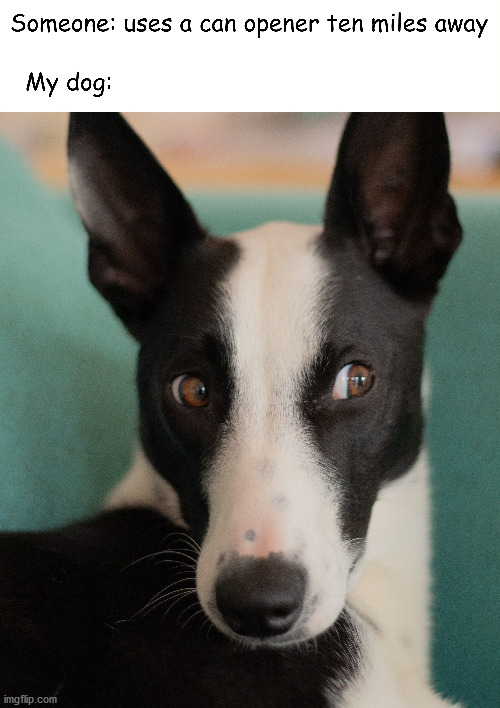 SuperHearing Dog Imgflip