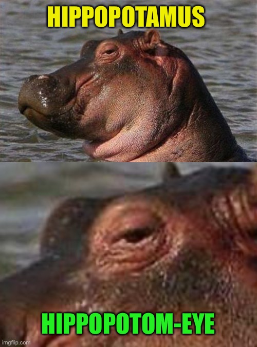 hippo Memes & GIFs Imgflip