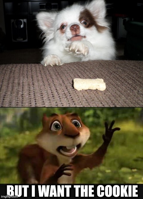 PUPPY WANTS THE COOKIE Imgflip