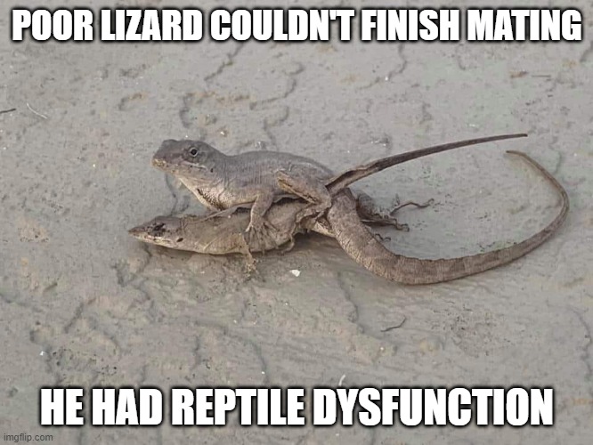 Get Him a Lizagra! Imgflip