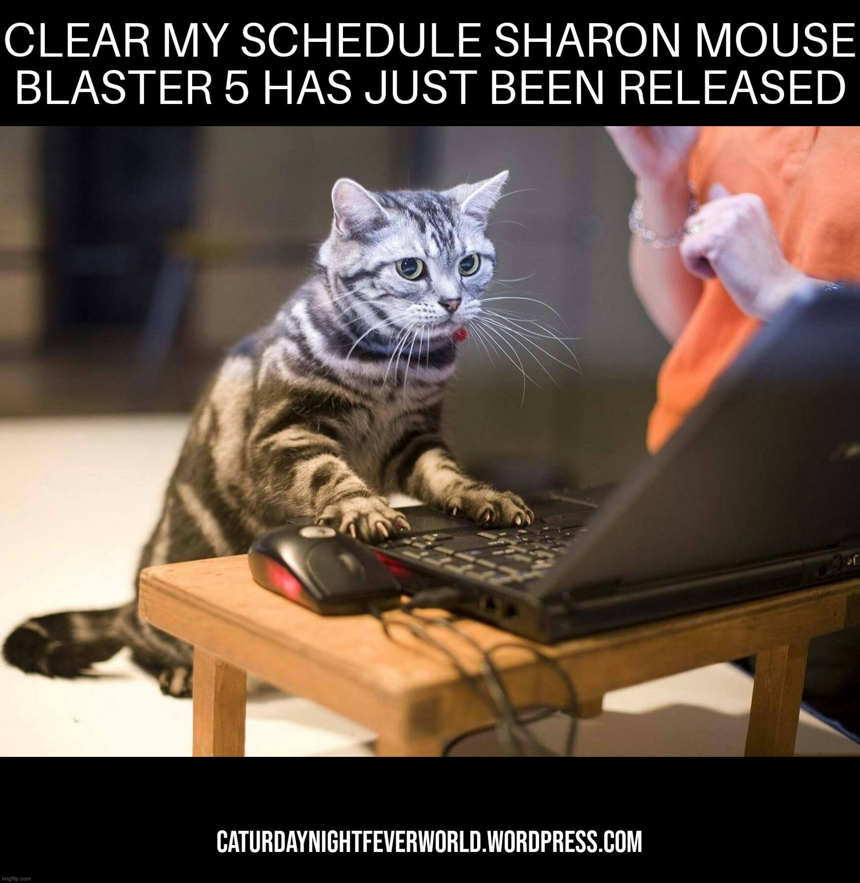Funny business cat is slacking off Imgflip