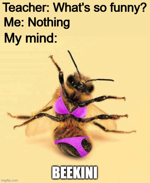 Funny Honey Bee Memes Frank And Zoey