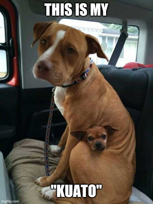 A TOTAL RECALL DOG Imgflip