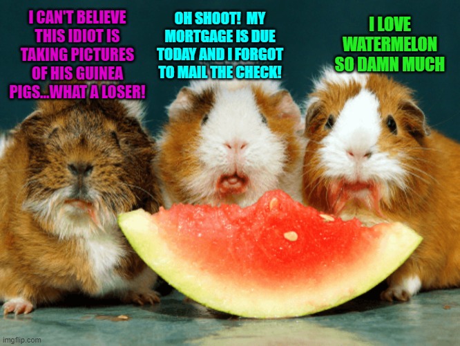 Random Thoughts of Guinea Pigs Eating Watermelon Imgflip