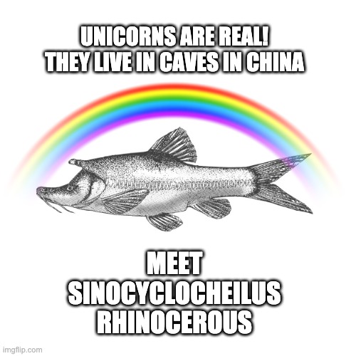 Unicorns are real! Imgflip