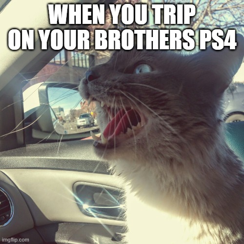 panicking cat Imgflip