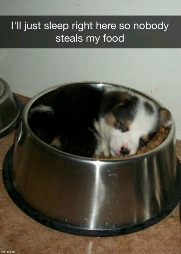 Dog is guarding the food Imgflip