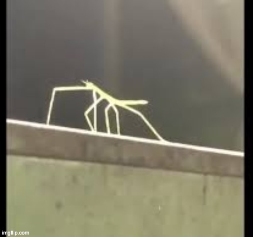 maybe the stick bug meme will last decades as well Imgflip