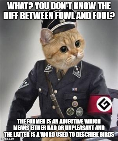 Image tagged in grammar nazi cat,cat memes,funny,memes,cats,bad grammar