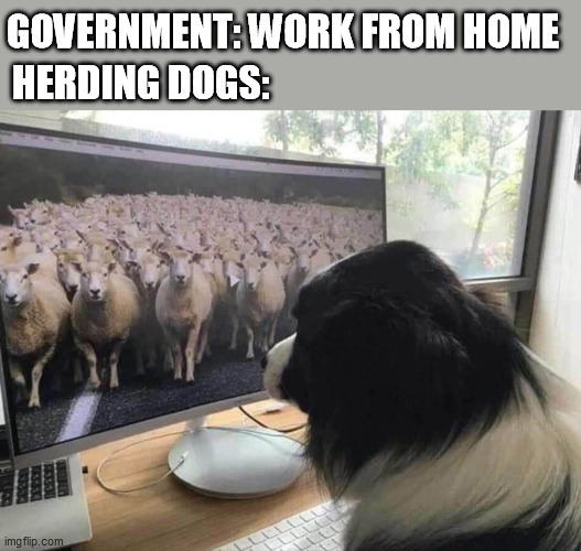 Image tagged in work from home,dogs Imgflip
