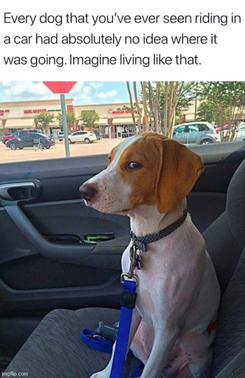 Image tagged in car dog Imgflip