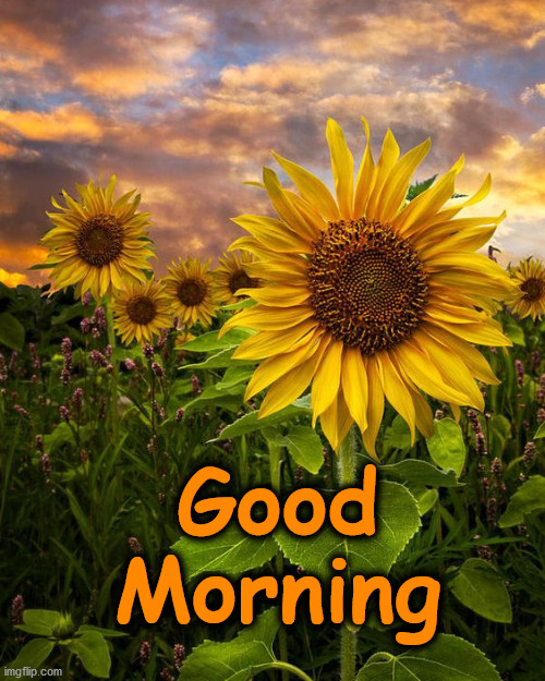 Image tagged in sunfflower Imgflip