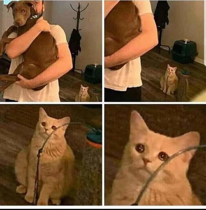 sad cat in background Blank Template Imgflip