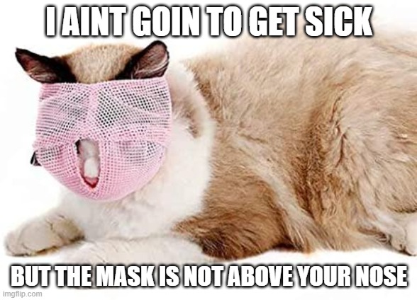 Cat mask Imgflip