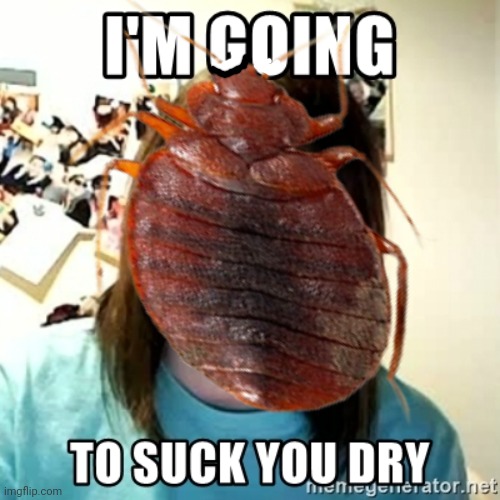 It ain't a bed bug without a bed Imgflip