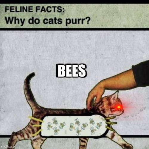 cat pur because bees Imgflip
